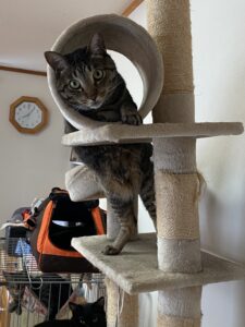 キャットタワーから覗く猫の全身