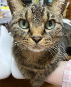 足首に乗り可愛い顔のキジトラ猫