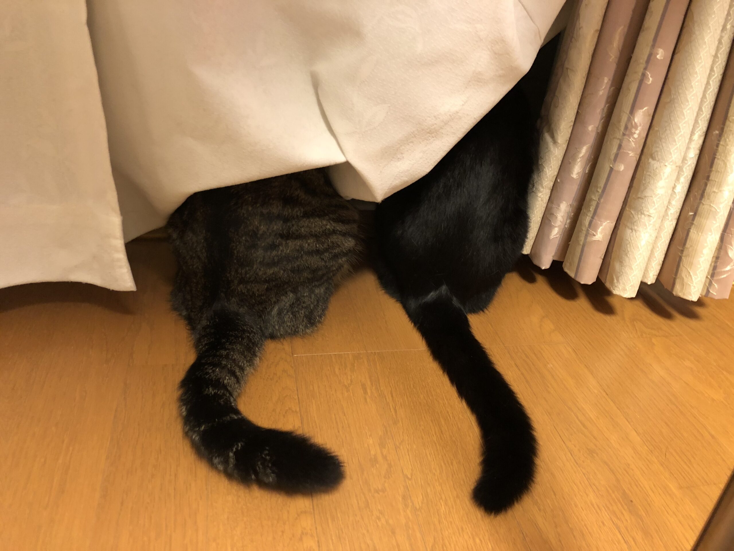 寄り添って外を眺める2匹の猫の後ろ姿