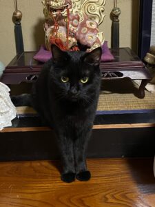 床の間で鎮座ます黒猫