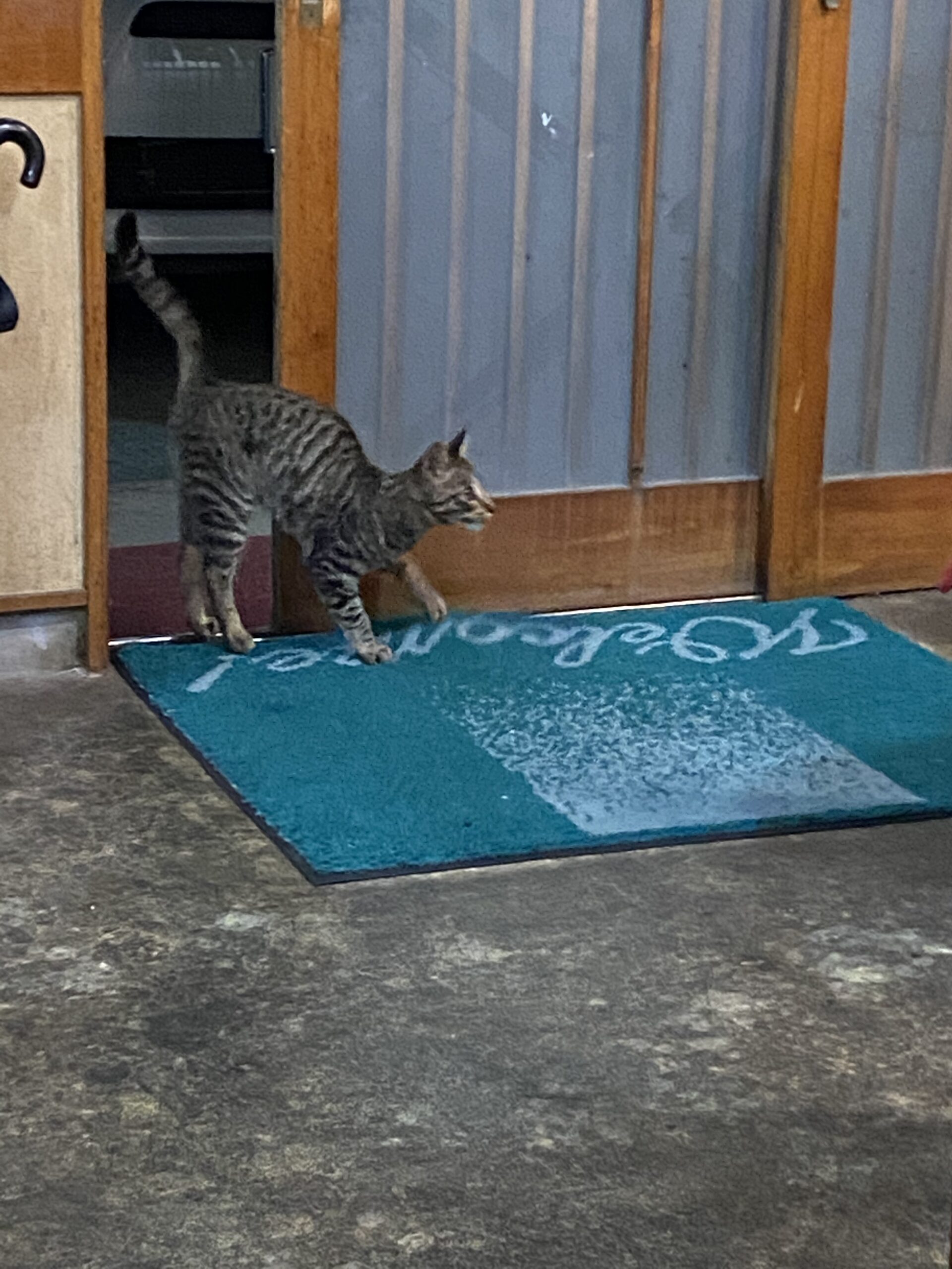 お店の扉の隙間から入り込んで来た野良猫さん